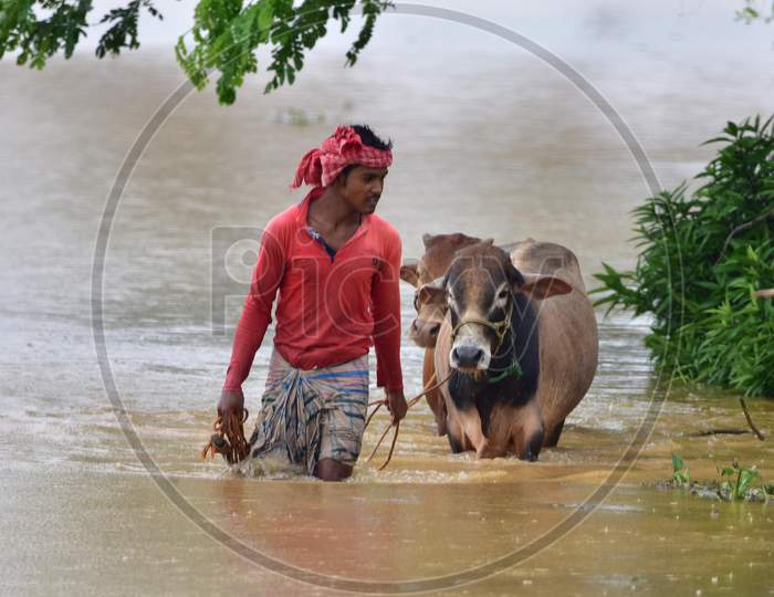 A villager with his cattle wades his way through floodwaters in a flood-affected village in Nagaon, Assam on July 22, 2020