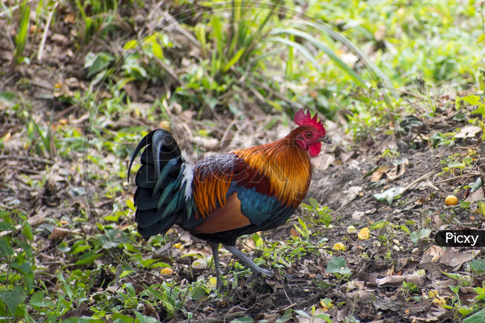 Wild Hen In Kaziranga National Park Assam