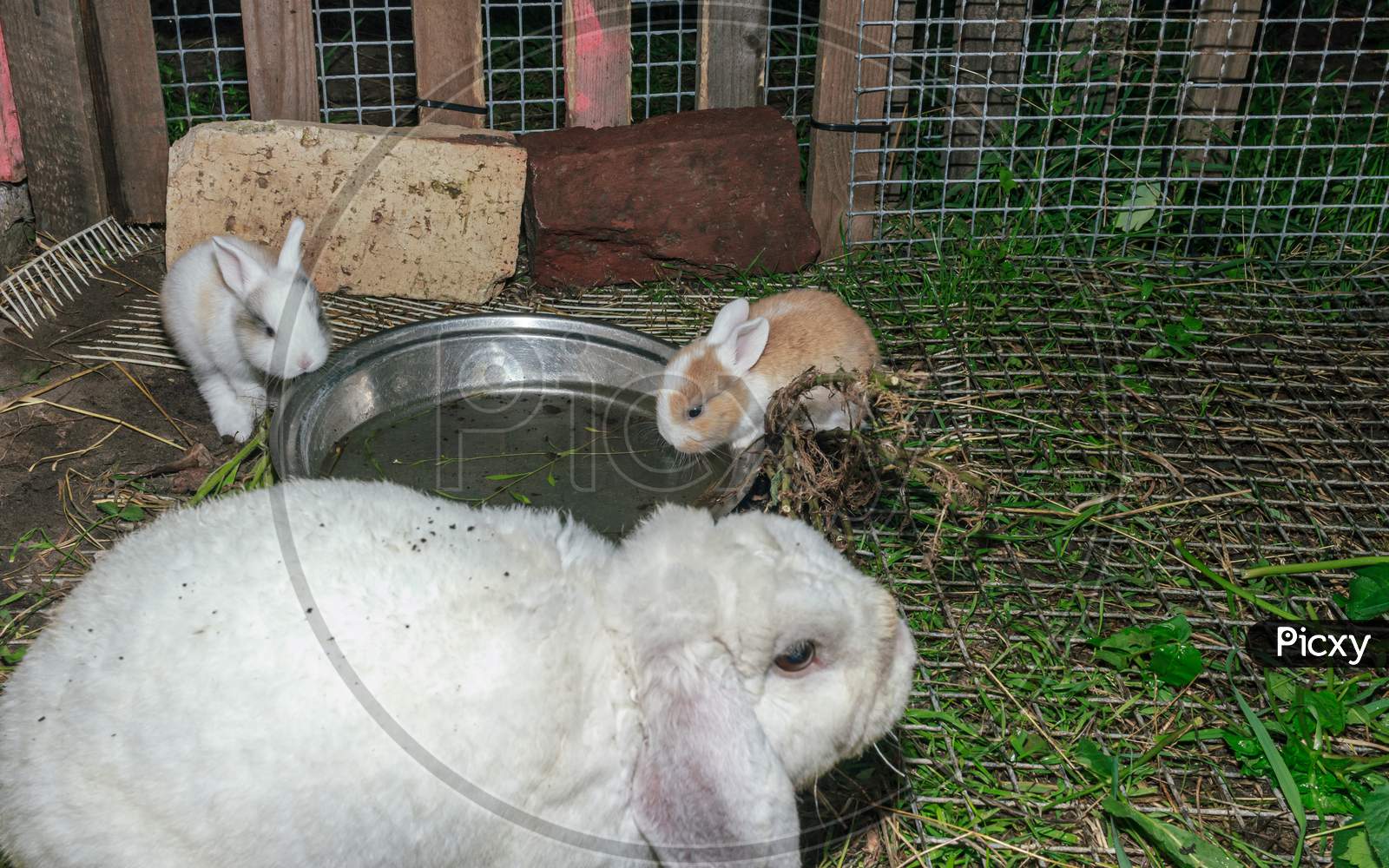 Cute And Fluffy Baby Rabbits Drinking Water