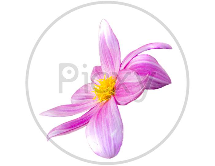 Cut Out Of Dahlia Flower On White Back Ground