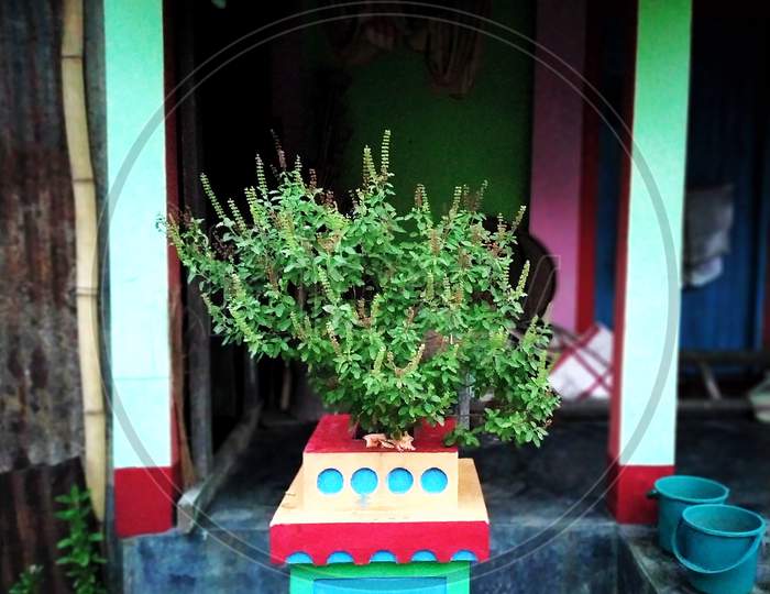 Tulsi Plant Is Worshiped In Every House Of Hinds