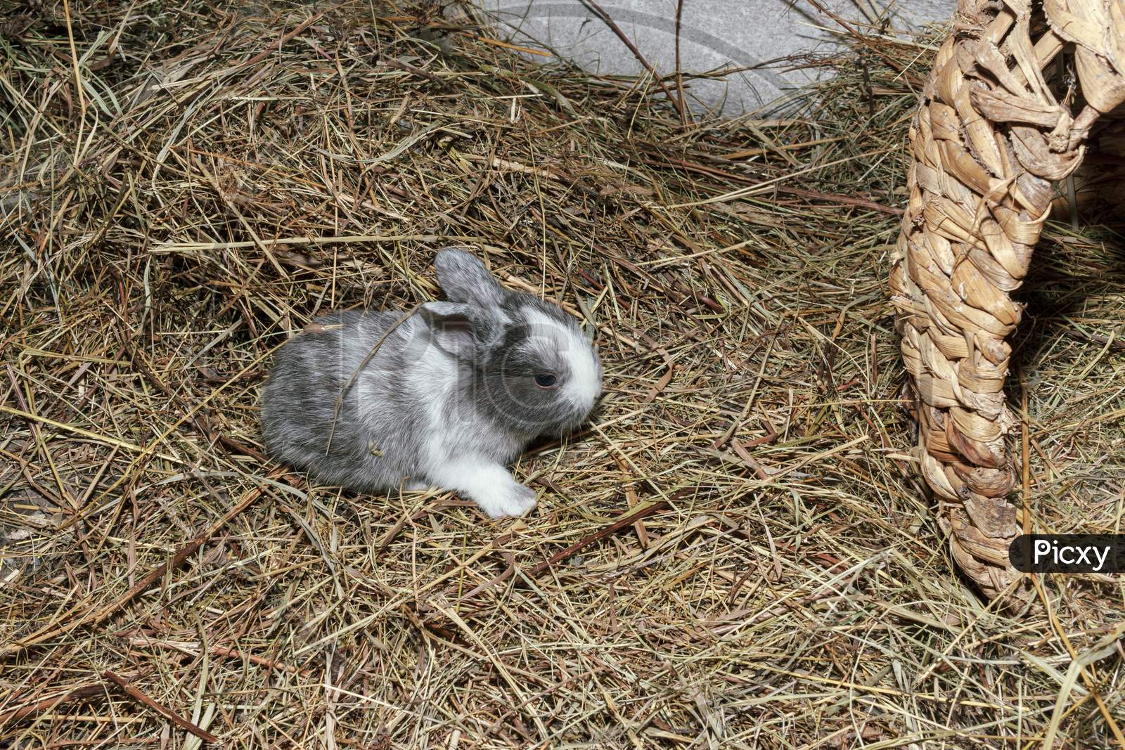 Cute And Fluffy Grey Baby Rabbit