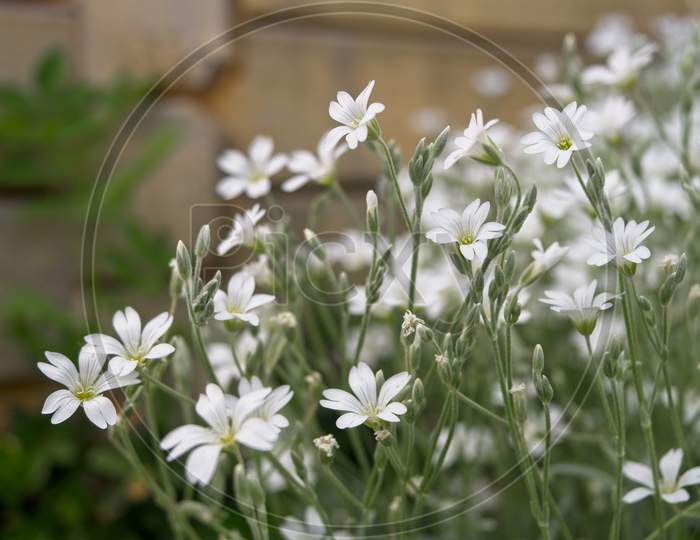 Close-Up Of Little White Flowers Of Field Chickweed In Home Garden.