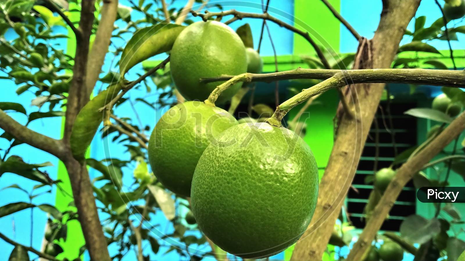 Mosambi Is Commonly Know As ‘Sweet Lime/Sweet Lemon’ In English. It Is A Citrus Fruit.Botanical Name : Citrus Limetta.