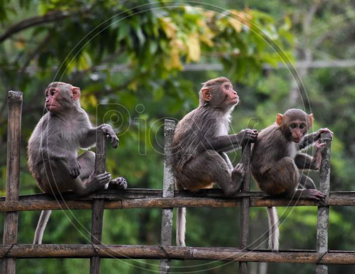 Three monkeys sitting on bamboo fencing . Cute . Wildlife .