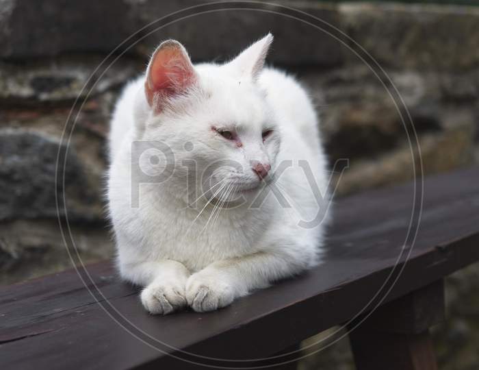 White Straycat Sitting On Wooden Balustrade.