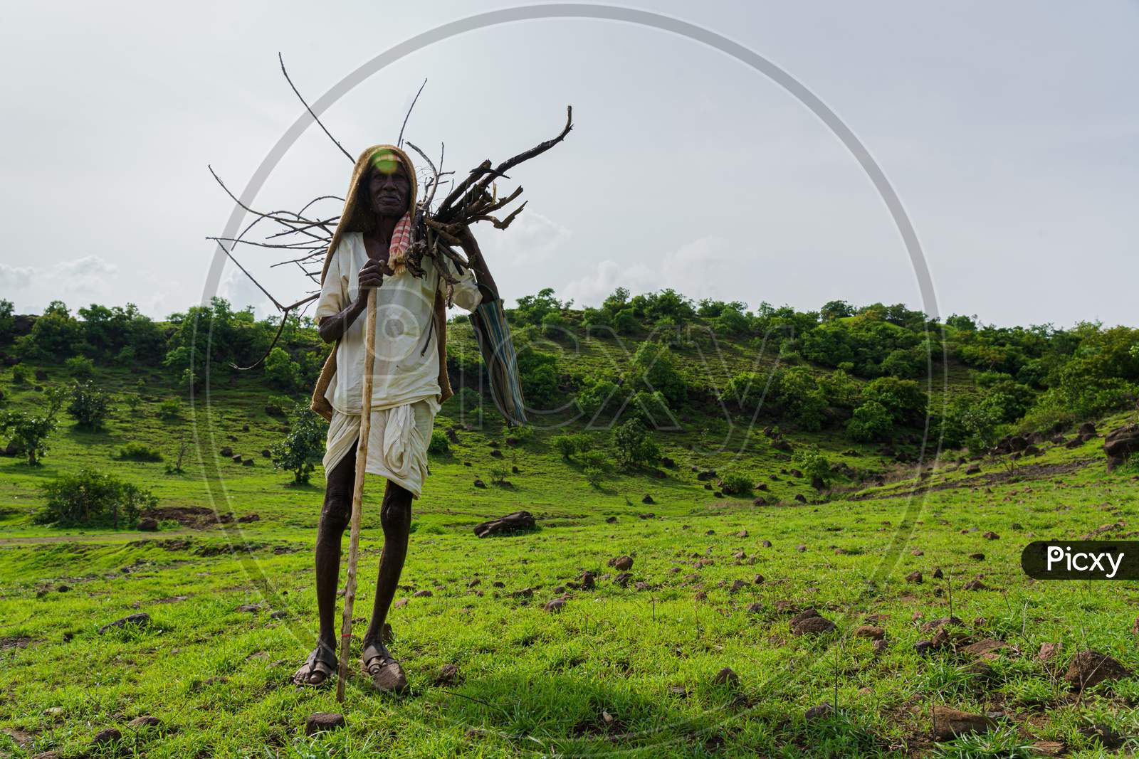 Old Man Carrying sticks for his daily needs in greenfields of vikarabad