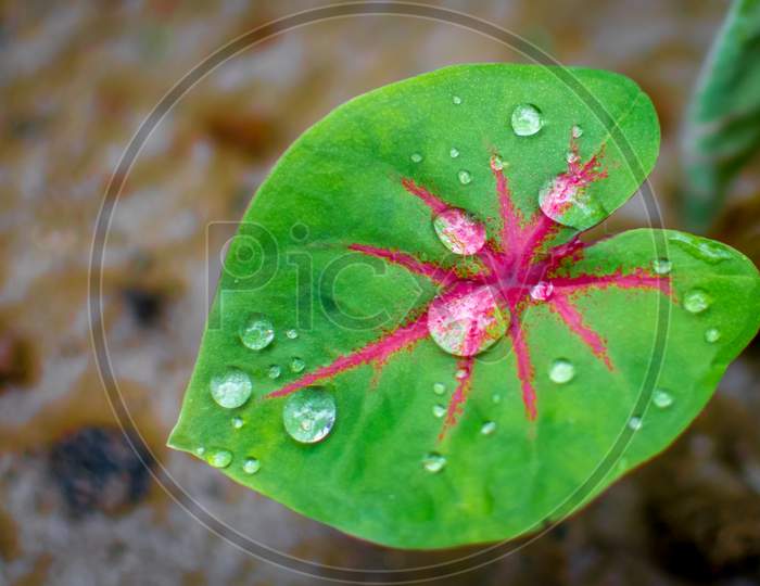 water drop on red green leaf