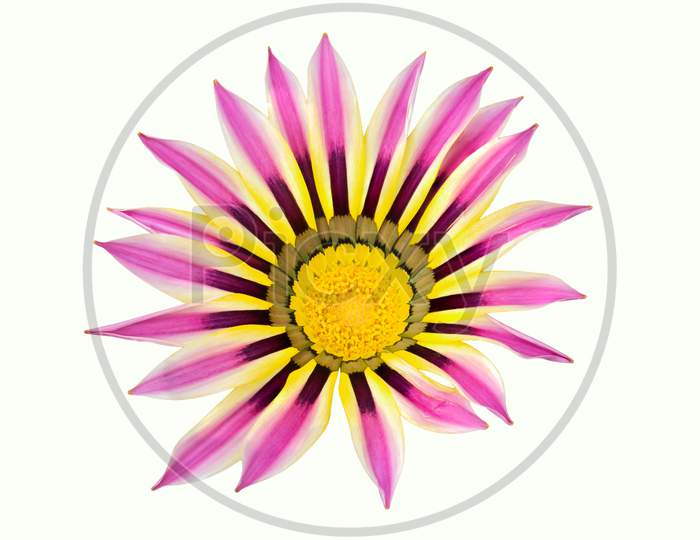Ghazania Flower With Yellow In The Middle On White Background