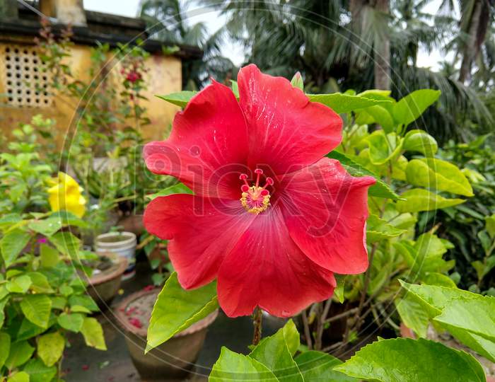Front Closeup View Of A Big Red Hibiscus Flower In A Rooftop Garden