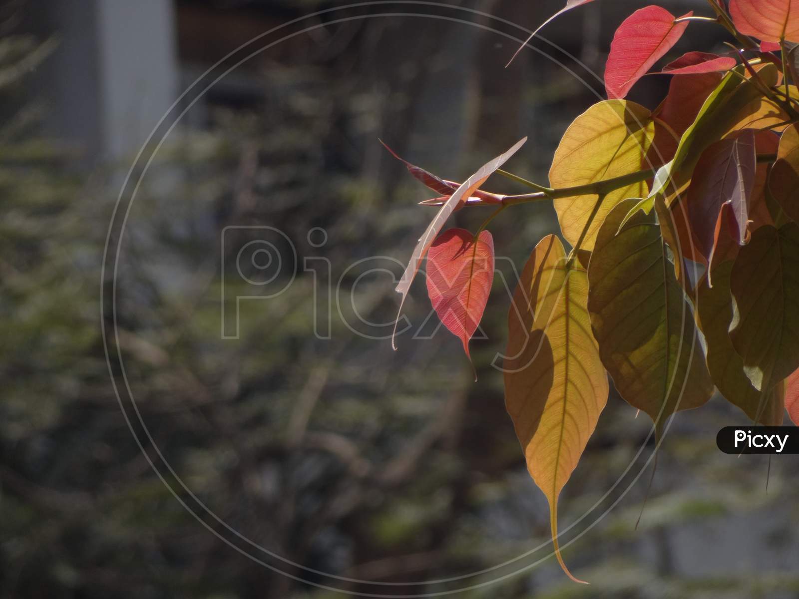 Autom leafs stock photo