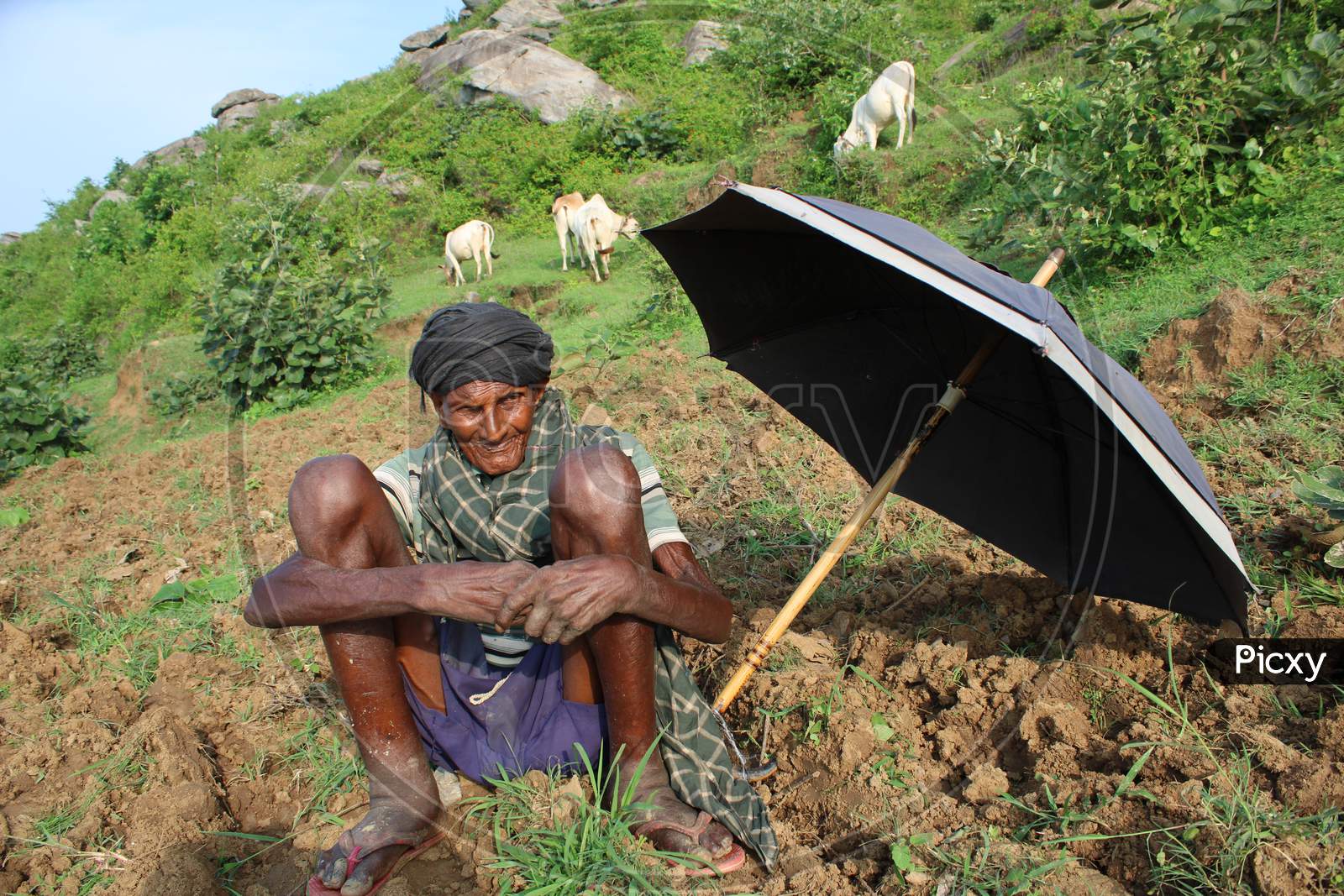 Old poor Cow grazier site on soil with umbrella