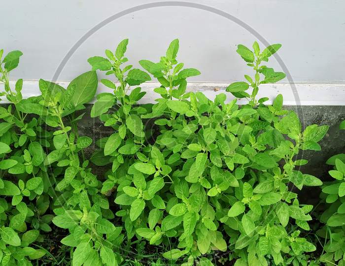 Tulsi Plant In A Yard Of A House