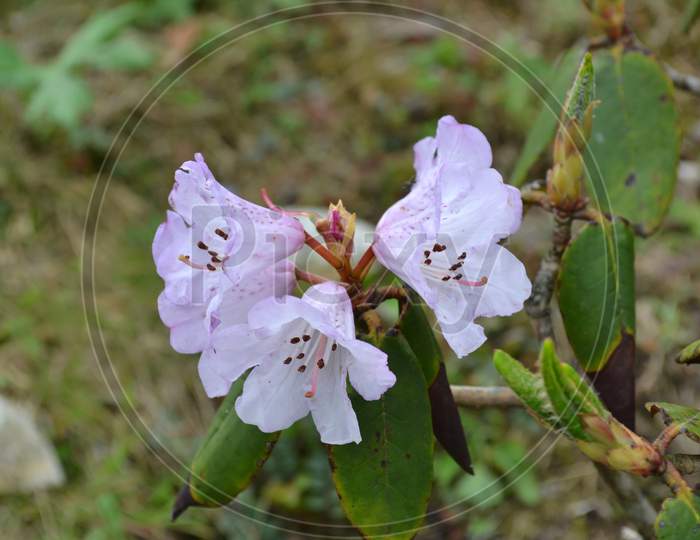 Rhododendron Sanctuary in Sikkim