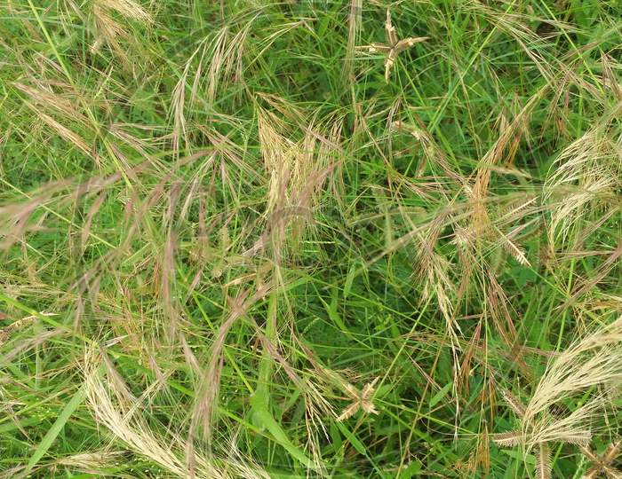 Forest Broom Grass