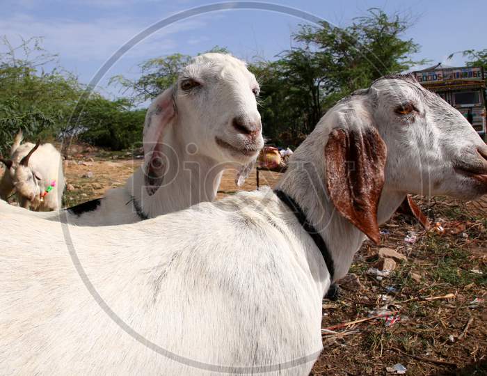Vendors gather their goats and sheep for sale ahead of Eid-Al-Adha commonly known as 'The Festival of Sacrifice' on July 23, 2020
