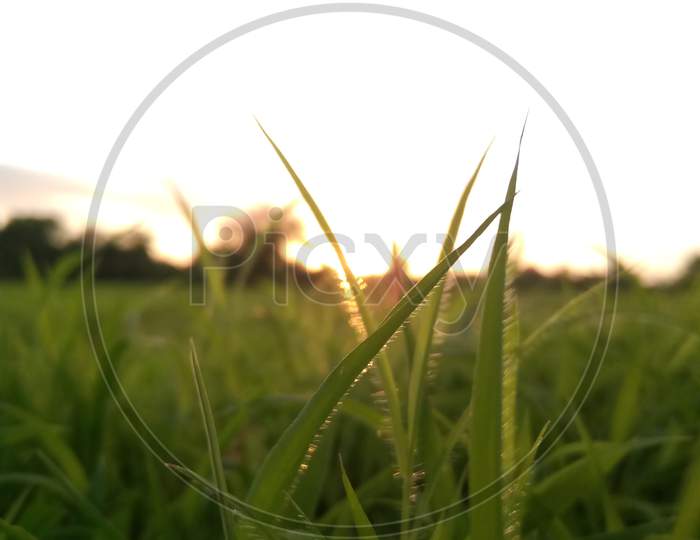 Sunset background green grass