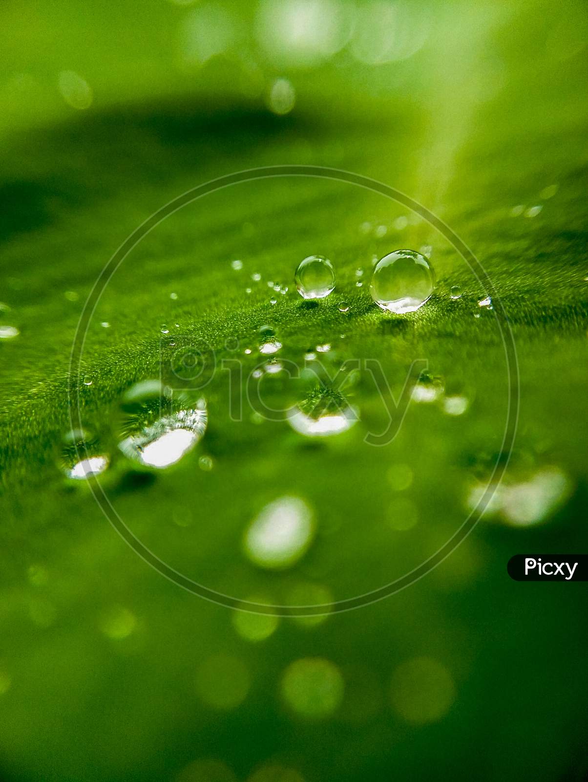 water drops with green background HD.