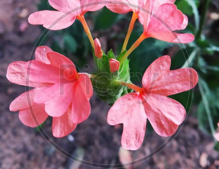 Kanagamaram flower
