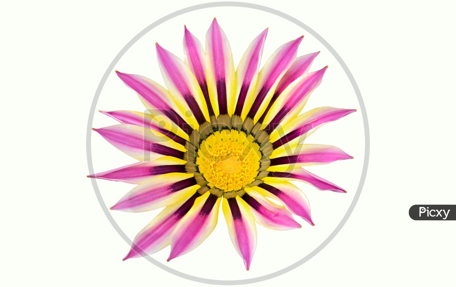 Ghazania Flower With Yellow In The Middle On White Background