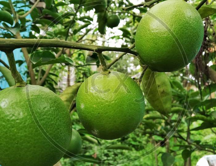 Mosambi Is Commonly Know As ‘Sweet Lime/Sweet Lemon’ In English. It Is A Citrus Fruit.Botanical Name : Citrus Limetta.