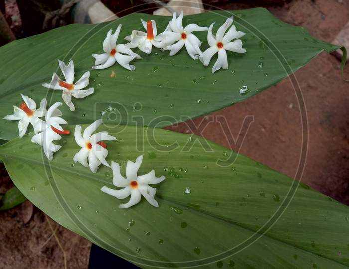 National Flower in a beautiful pattern on Turmeric plant leaves
