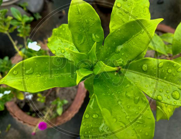 Little Leaves Of Allamanda Cathartica Plant Are Growing. Leaves Are Wet Due To Rain.