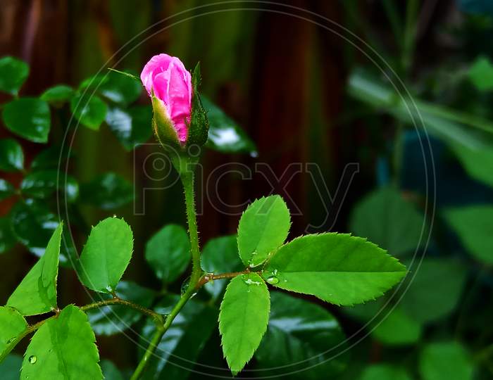Rose flower pink