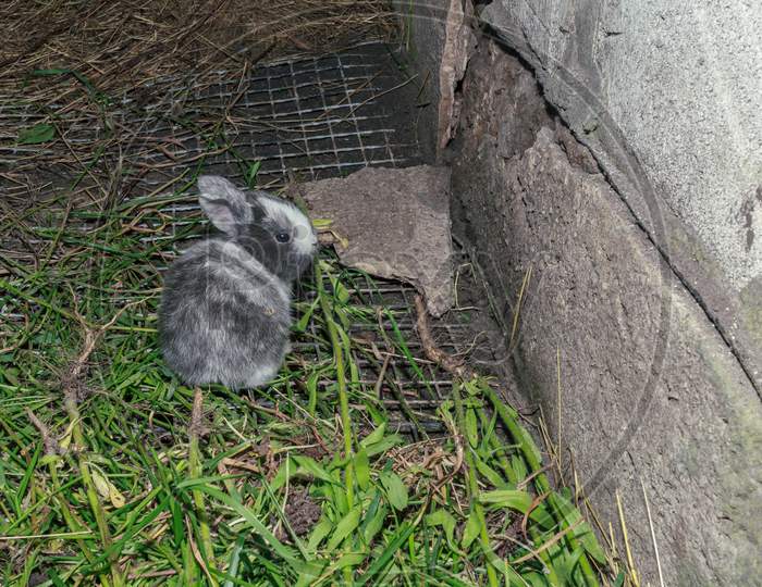 Cute And Fluffy Grey Baby Rabbit Eating