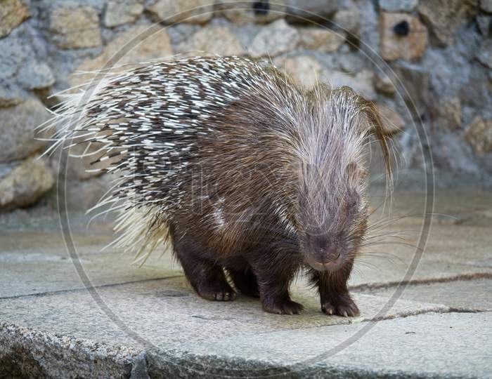 Cape Porcupine Or South African Porcupine.