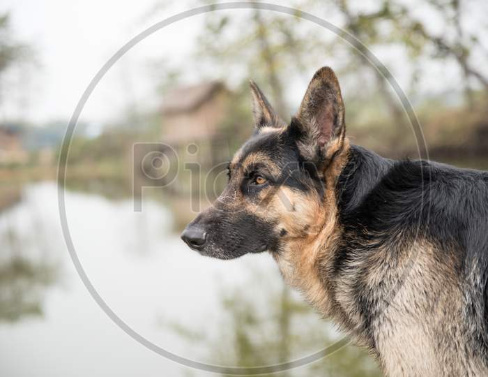 Dog,  German Shepherd Dog