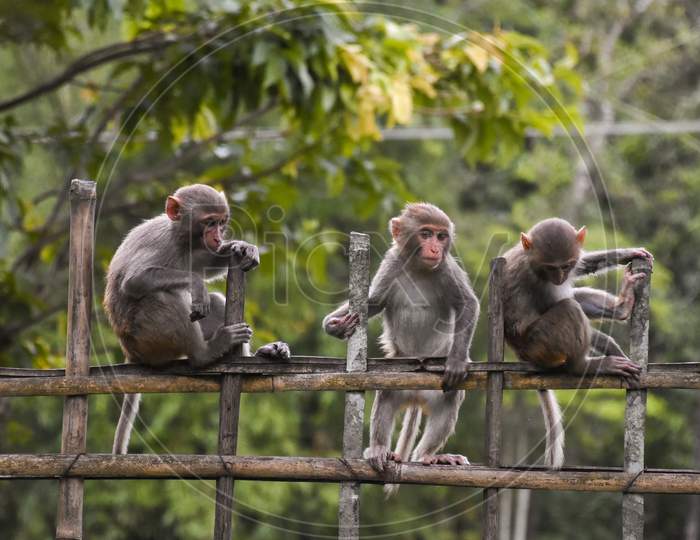 Three monkeys sitting on a bamboo fencing . Cute . Wildlife . Monkey .
