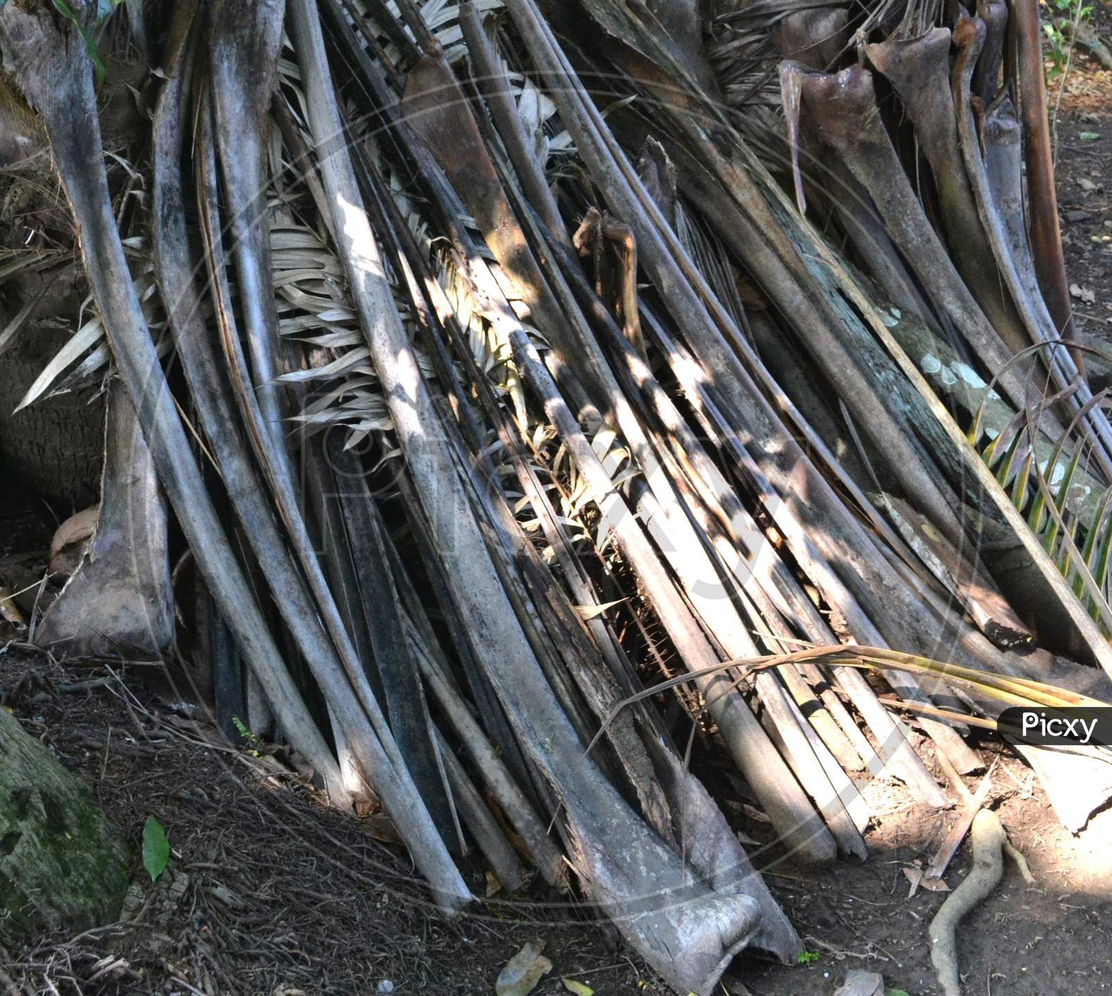 Image of Old Coconut Leaf Stems Are Dried For Firewood-EM727622-Picxy
