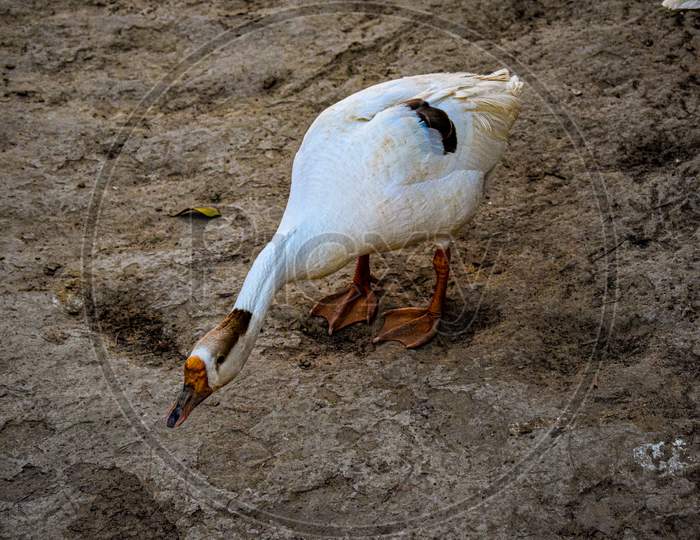 Close up White ducks inside Lodhi Garden Delhi India, see the details and expressions of ducks during evening time