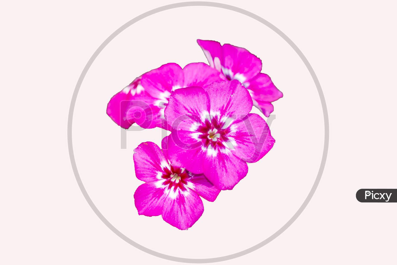 Bunch Of Phlox Flower On White Background
