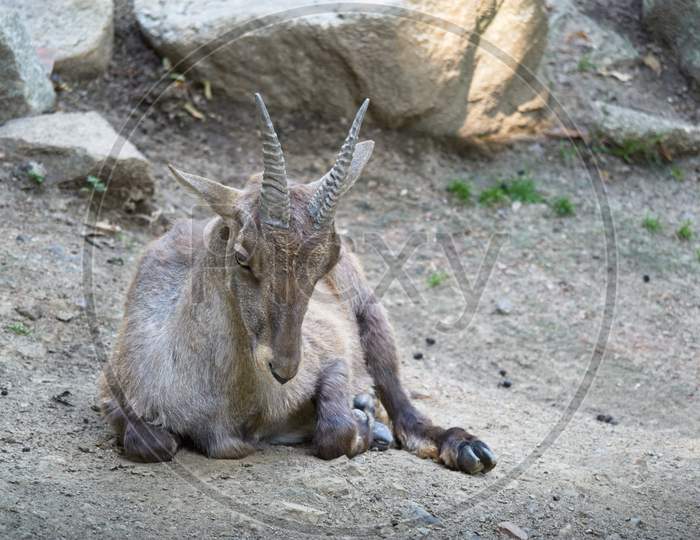 Female Alpine Ibex Sitting On The Sand. Capra Ibex Ibex.