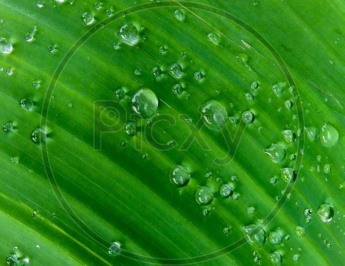green leaf with water drops, Banana leaf