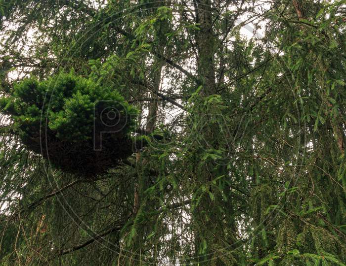 Green Bird Nest Form Wood Branch
