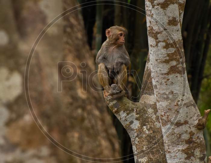 Portrait of a monkey sitting on a branch of tree .