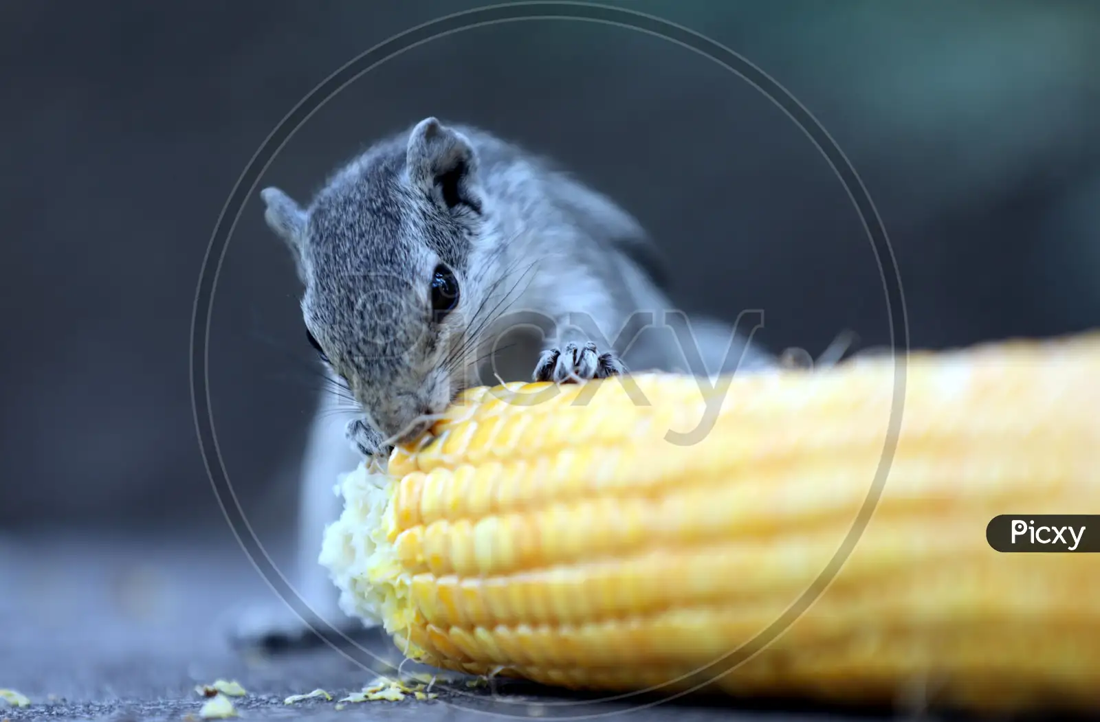 Image of A squirrel eats corn at Jammu University ground on July 23, 2020  in Jammu.-TV276439-Picxy