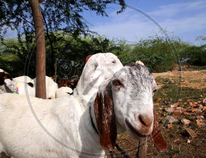 Vendors gather their goats and sheep for sale ahead of Eid-Al-Adha commonly known as 'The Festival of Sacrifice' on July 23, 2020