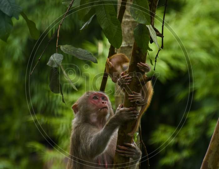 Monkey looking at her cute baby . Wildlife .