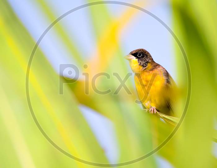 Black-Headed Bunting Sitting And Hiding Behind Plant Leaf