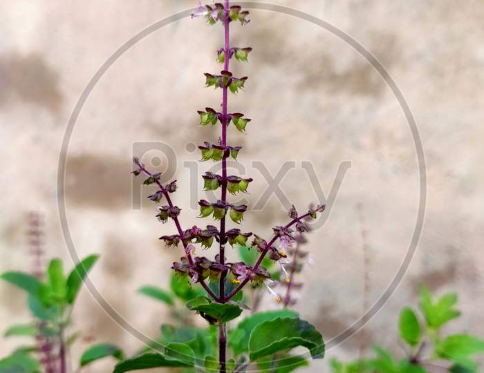 Tulsi plants, flower and leaves. A potted plants and a very sacred plants.