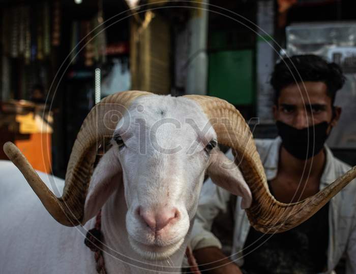 A Live-Stock Trader Waits For Customers At A Livestock Market, Ahead Of The Sacrificial Eid Al-Adha Festival, At Jama Masjid On July 23, 2020 In New Delhi, India.