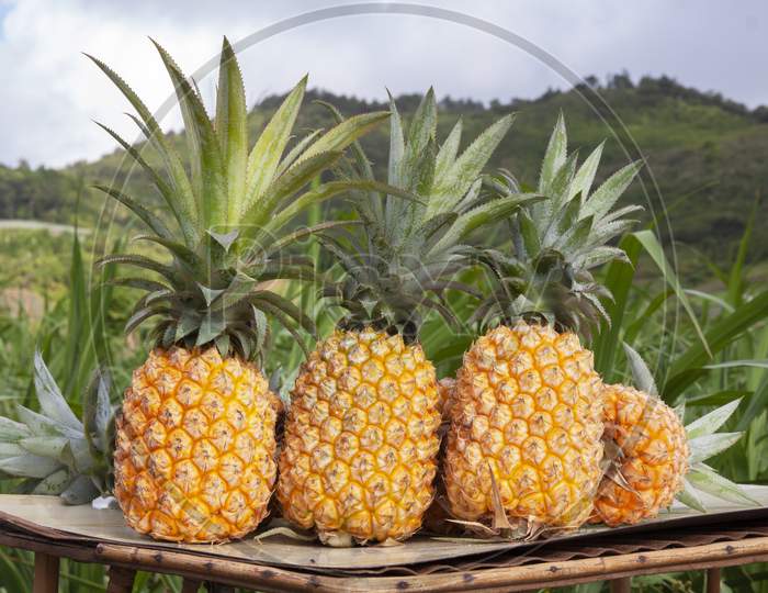 Yellow ripe pineapples.