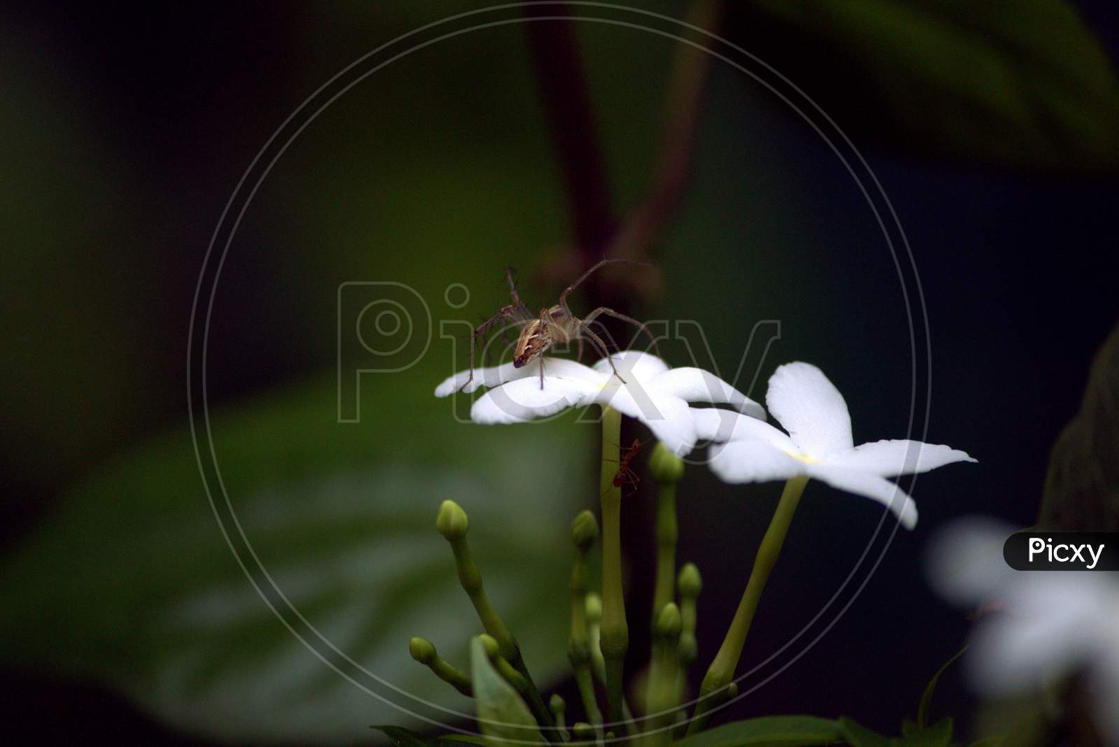 Spider in the flower