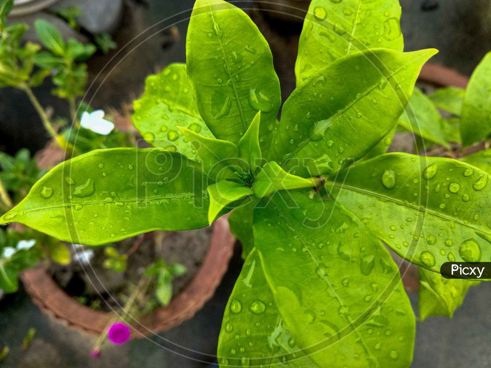 Little Leaves Of Allamanda Cathartica Plant Are Growing. Leaves Are Wet Due To Rain.