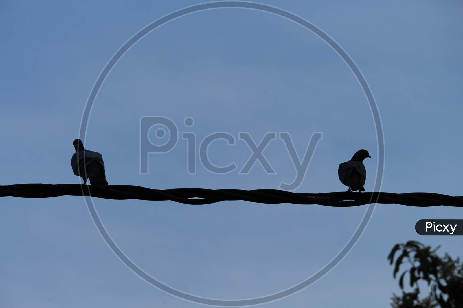 a pair of pigeons perched on a cable wire