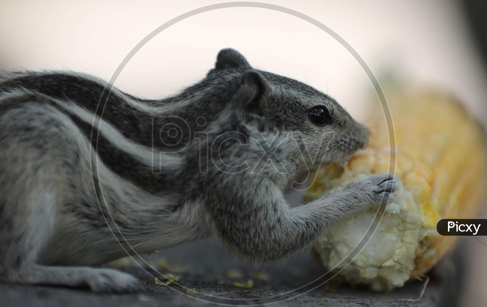 A squirrel eats corn at Jammu University ground on July 23, 2020 in Jammu.